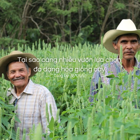 Tại sao càng nhiều vườn lựa chọn đa dạng hóa giống cây.