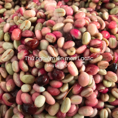 Thử nghiệm lên men Lactic