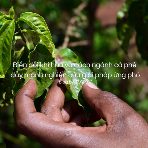 Biến đổi khí hậu và cách ngành cà phê đẩy mạnh nghiên cứu giải pháp ứng phó