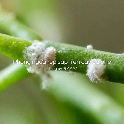 Phòng ngừa rệp sáp trên cây cà phê
