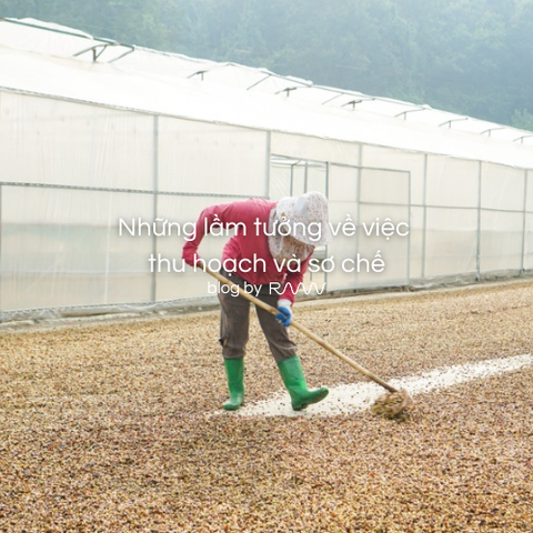 Những lầm tưởng về việc thu hoạch và sơ chế