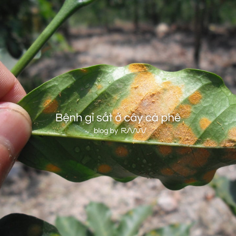 Bệnh gỉ sắt ở cây cà phê