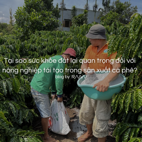 Tại sao sức khỏe đất lại quan trọng đối với nông nghiệp tái tạo trong sản xuất cà phê?