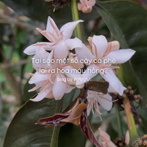 Tại sao một số cây cà phê lại ra hoa màu hồng?