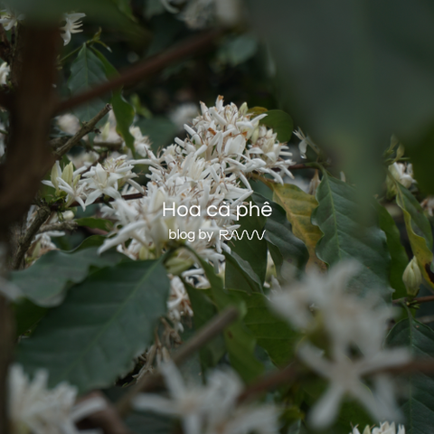 Hoa cà phê