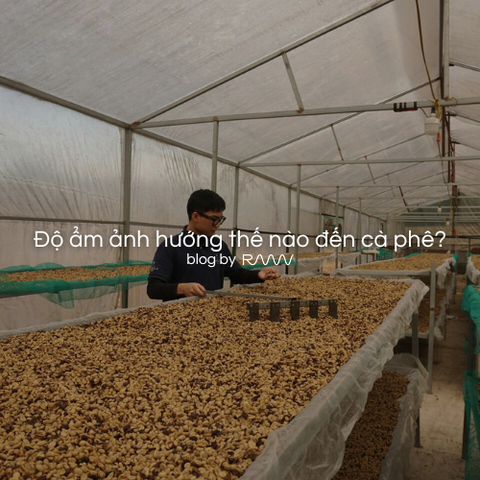 Độ ẩm ảnh hướng thế nào đến cà phê?