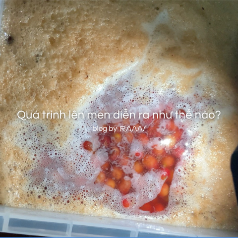 Quá trình lên men diễn ra như thế nào?