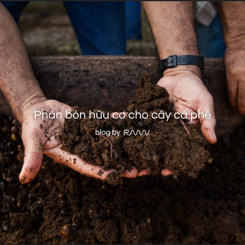 Phân bón hữu cơ cho cây cà phê