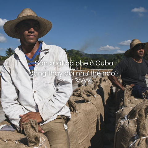 Sản xuất cà phê ở Cuba đang thay đổi như thế nào?
