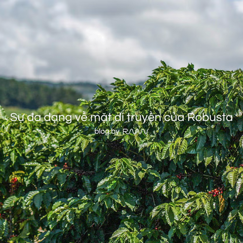 Sự đa dạng về mặt di truyền của Robusta
