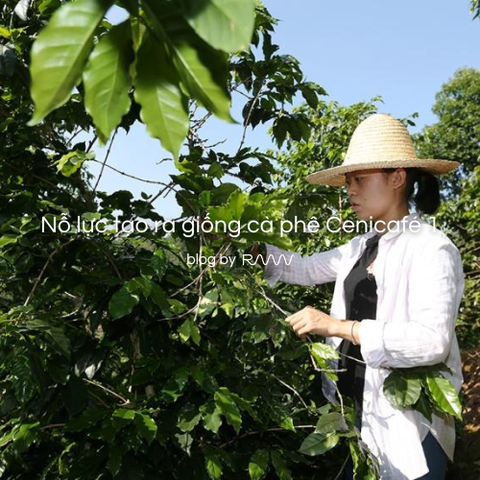 Nỗ lực tạo ra giống cà phê Cenicafé 1