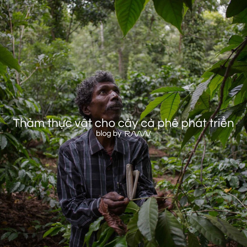 Thảm thực vật cho cây cà phê phát triển