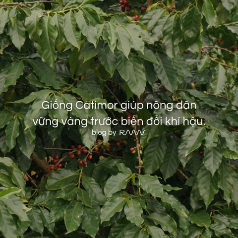 Giống Catimor giúp nông dân vững vàng trước biến đổi khí hậu.