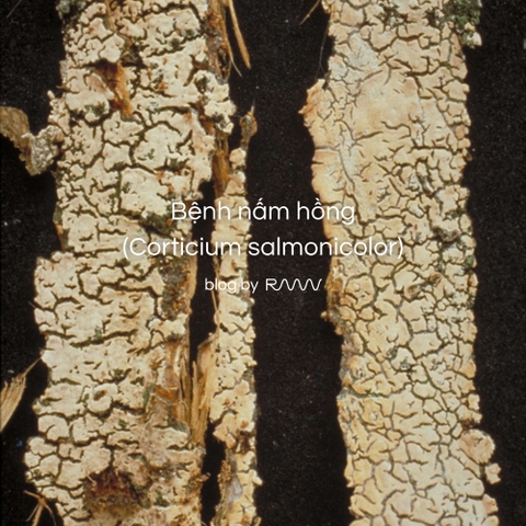 Bệnh nấm hồng (Corticium salmonicolor)