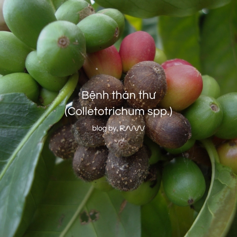 Bệnh thán thư (Colletotrichum spp.)