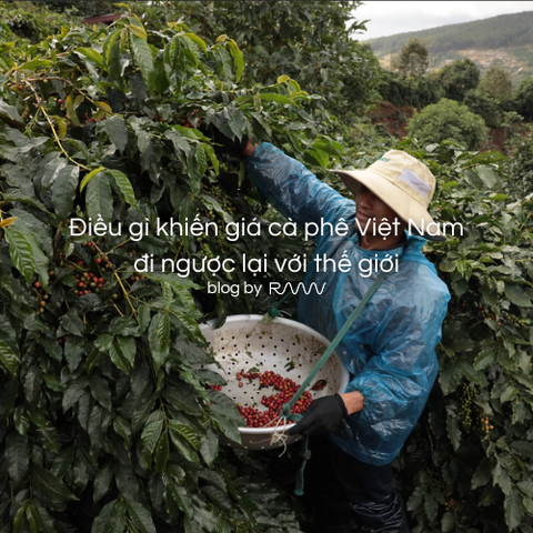 Điều gì khiến giá cà phê Việt Nam đi ngược lại với thế giới