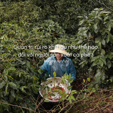 Quản trị rủi ro khí hậu như thế nào đối với người sản xuất cà phê?