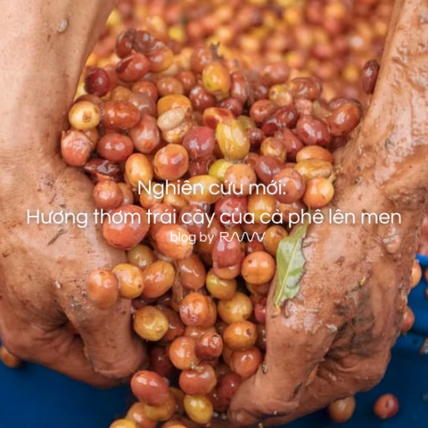 Nghiên cứu mới: Hương thơm trái cây của cà phê lên men
