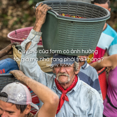 Quy mô của farm có ảnh hưởng tới giá mà nhà rang phải trả không?
