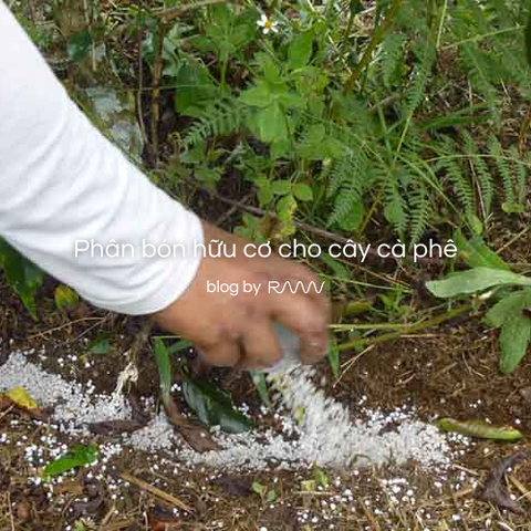 Phân bón hóa học (vô cơ) cho cây cà phê