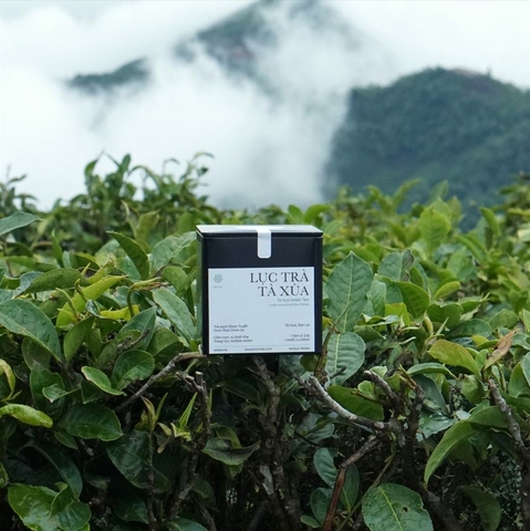 Lục Trà Shan Tuyết