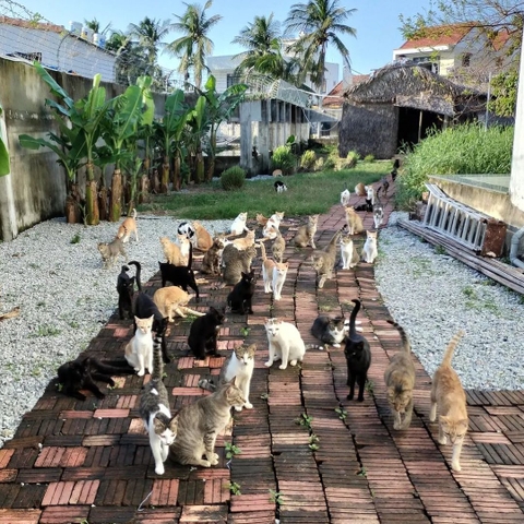 6 Postcards RAAW x Vietnam Cat Welfare