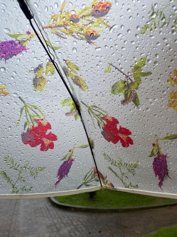 Ô Trong Họa Tiết Hoa Plantica