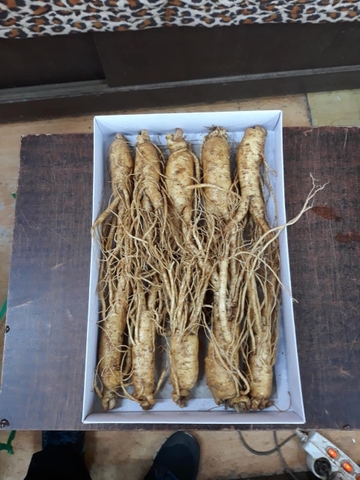 Sâm tươi Hàn Quốc