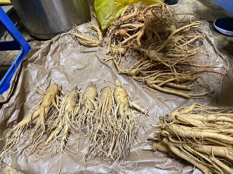 Sâm tươi Hàn Quốc