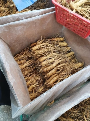 Sâm tươi Hàn Quốc