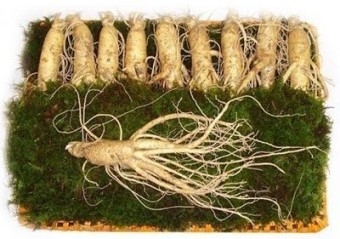 Sâm tươi Hàn Quốc