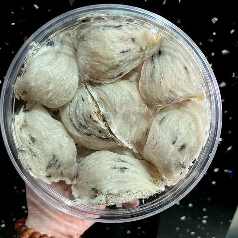 Yến thô nguyên tổ