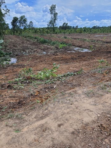 Ms04- Bán đất ngang 19mx66m xã Hưng Thạnh,Tân Phước,Tiền Giang | Lộ đất 3m