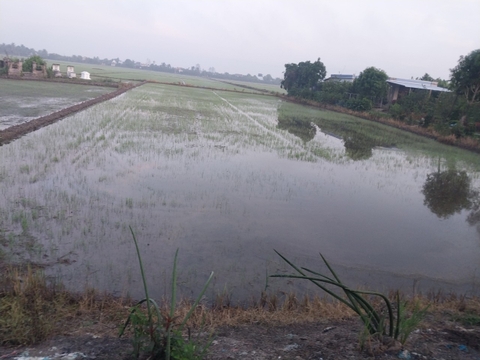 Ms27_Ngang 27 x 87 ( Diện tích 2634 mv )  giá 630tr/1 công