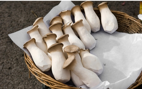 4 điều nhất định cần biết khi mua nấm đùi gà