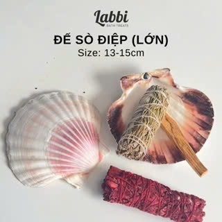 Đế vỏ sò điệp lớn Labbi