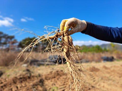 Hồng Sâm Doraji Stick - Tinh Hoa Sức Khỏe Từ Núi Jiri