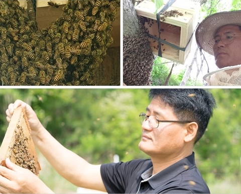 Mật ong núi Jiri - Tinh túy Namwon