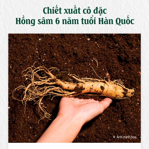Nước hồng sâm nhung hươu Red Ginseng Extract with Deer Antlers 50mlx24 gói