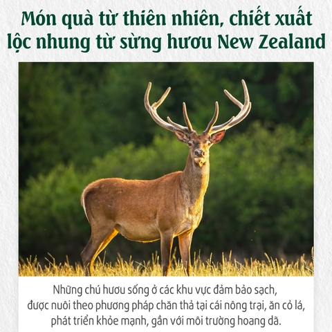 Nước hồng sâm nhung hươu Red Ginseng Extract with Deer Antlers 50mlx24 gói