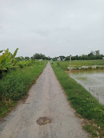 🔰 Bán Đất Ruộng Vĩnh Chánh, Thoại Sơn - Lộ Ô Tô Rộng!