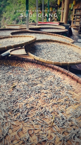 Bạch trà Shan Tuyết Suối Giàng – Tinh hoa thuần khiết, chạm đến an nhiên