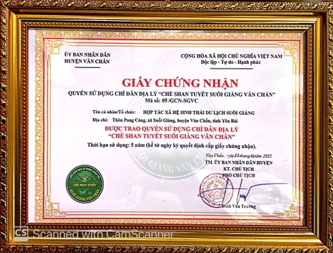 Trà Du lịch Yên Bái - Bạch trà Shan tuyết cổ thụ 50g