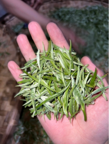 BẠCH TRÀ NGUYÊN BÚP - ORGANIC EU (200g)
