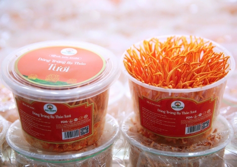 Đông Trùng Hạ Thảo Tươi (Hộp 150g)