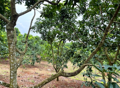 Đất vườn Di Linh 1.700 m2 - Đất trồng Bơ O34