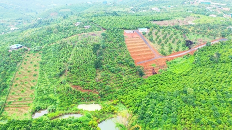 Đất vườn Bảo Lộc 11.000 m2 - Vườn cây ăn trái 12 năm tuổi