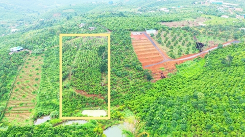 Đất vườn Bảo Lộc 7.500 m2 - Đất trồng cây ăn trái Sầu Riêng, Bơ, Tiêu, Cà Phê