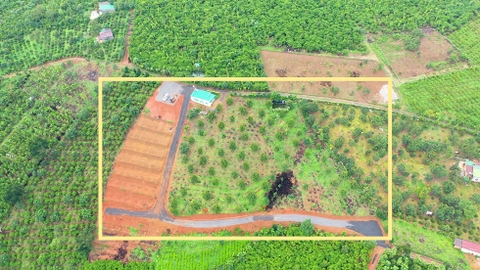 Đất vườn Bảo Lộc 11.000 m2 - Vườn cây ăn trái 12 năm tuổi