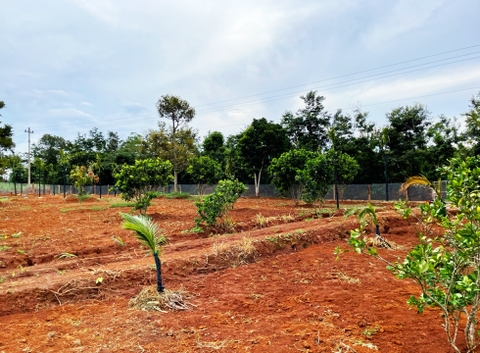 Đất vườn Daklak 11.000 m2 - Có ao nuôi cá, đất trồng cây ăn trái